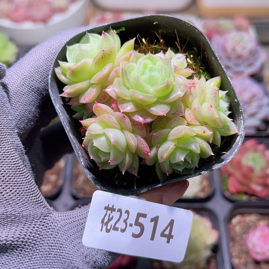 花23-514麦秆群生