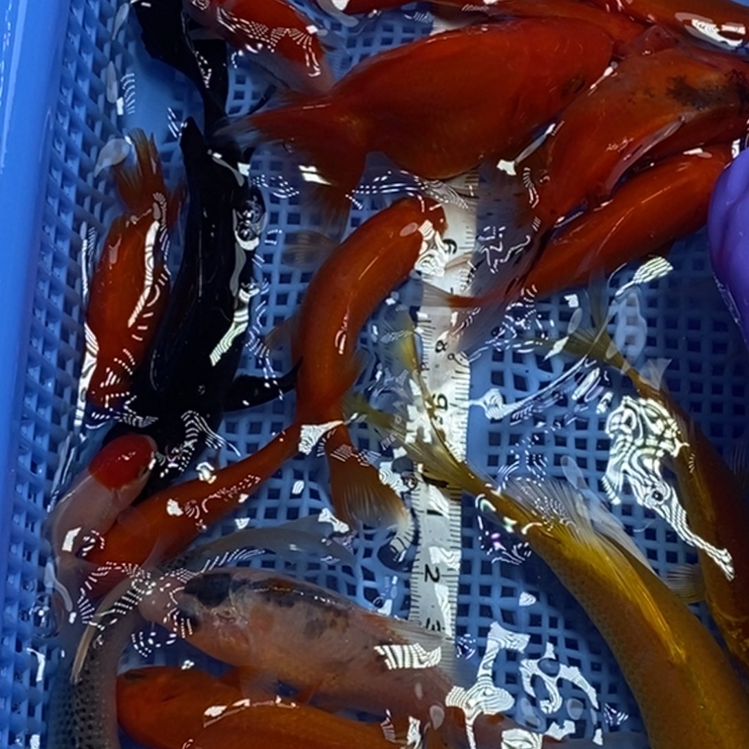 锦鲤冷水锦鲤包邮