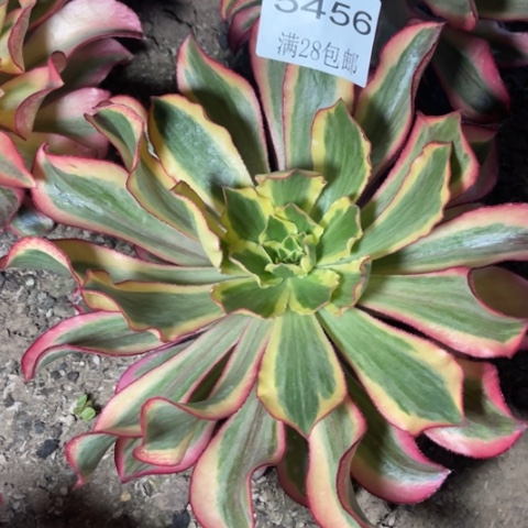 魅影多肉多肉5456