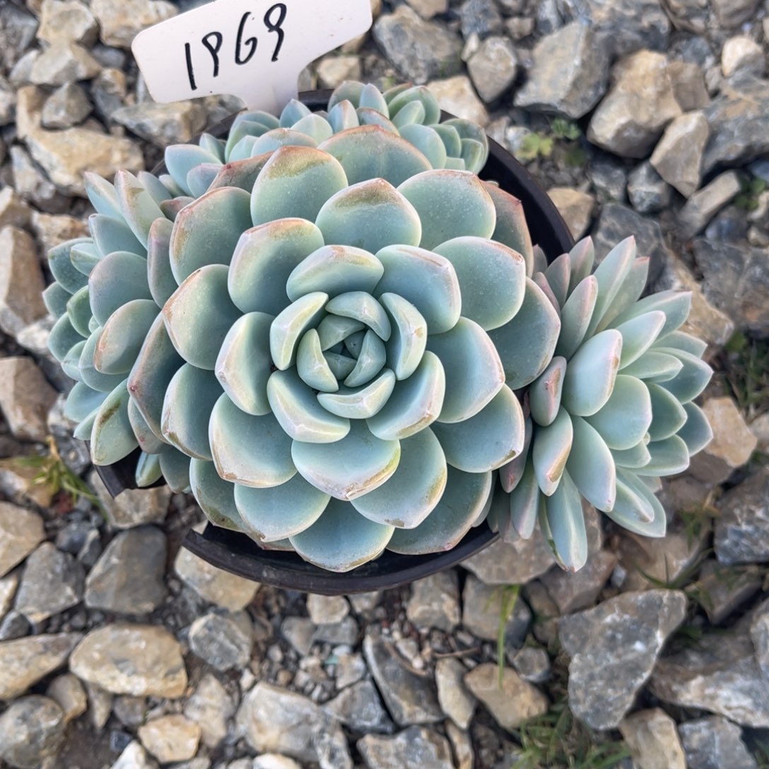 奈***波老阿姨花卉一物一拍1969