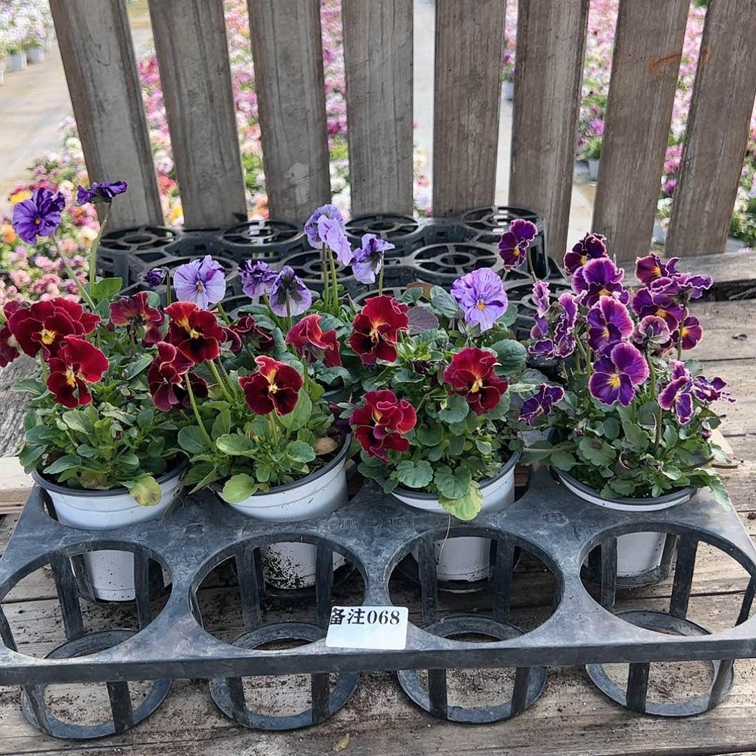 【闪购商品】068号