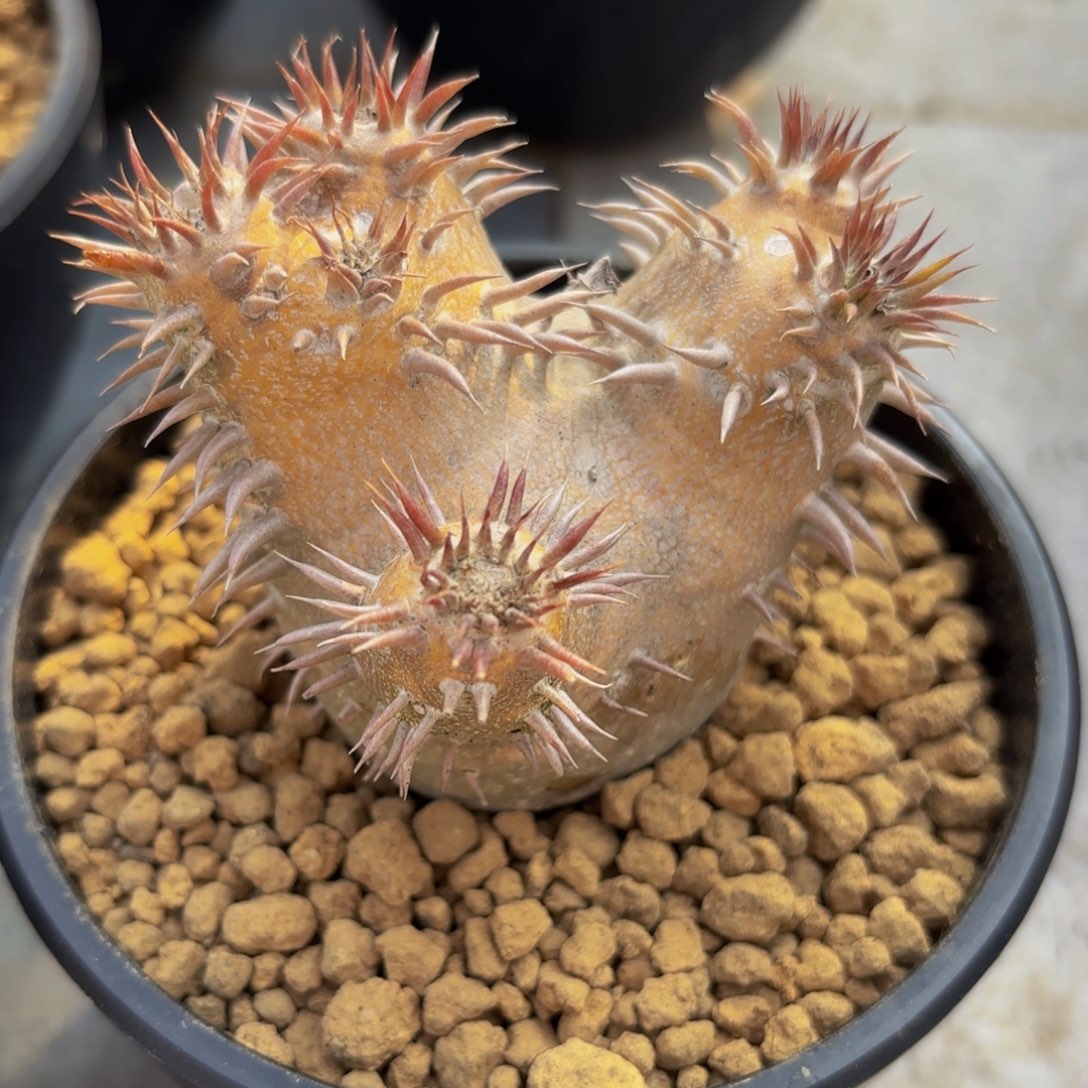 惠比大黑G g g g g g g g g g