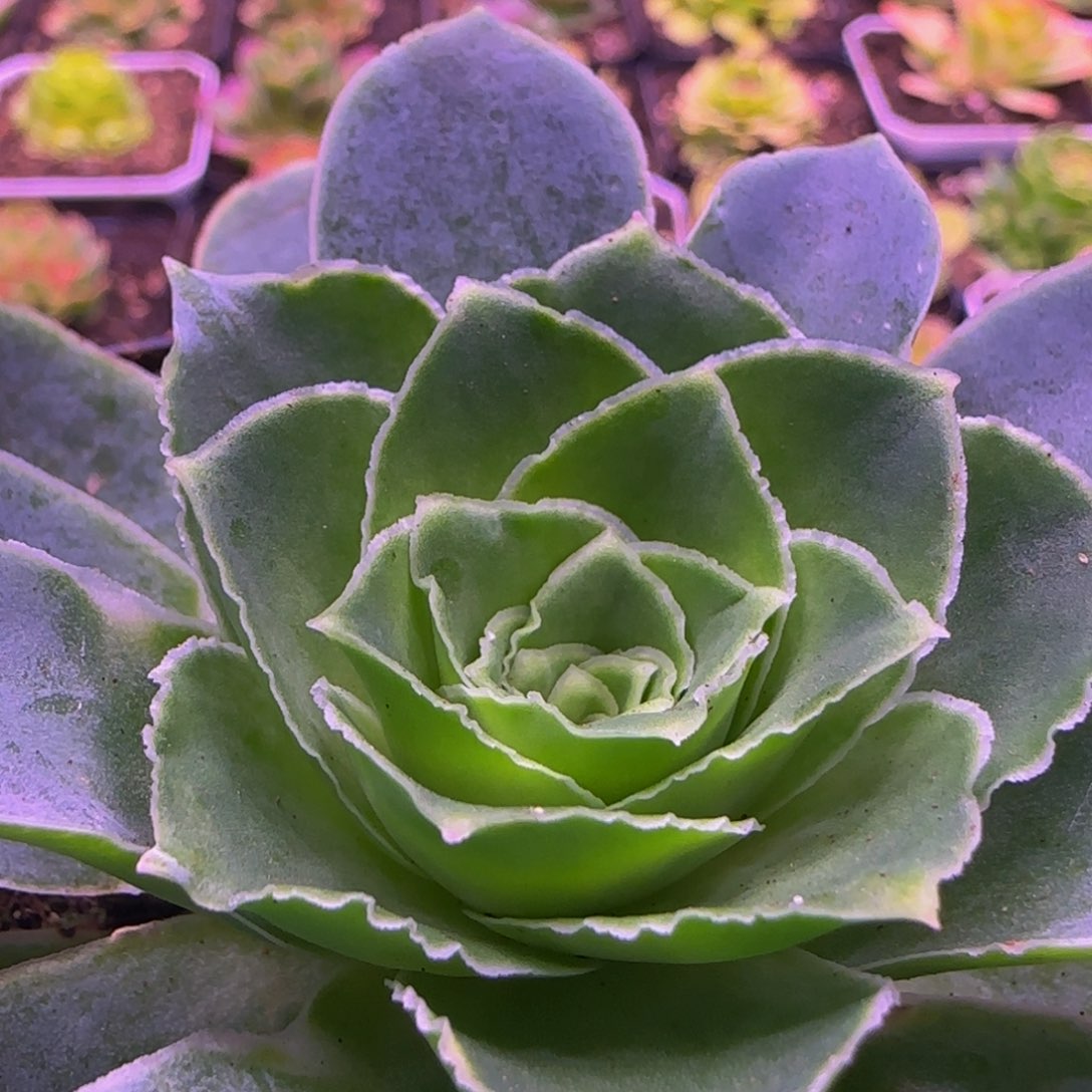 福利12353435346464676767676