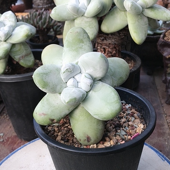 原产地拇指仙女棒杯