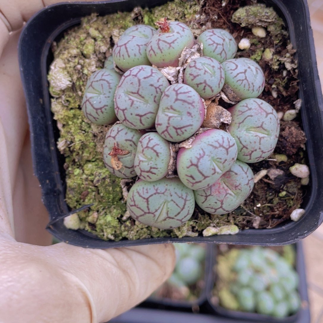 1盒猴脸85888888888888