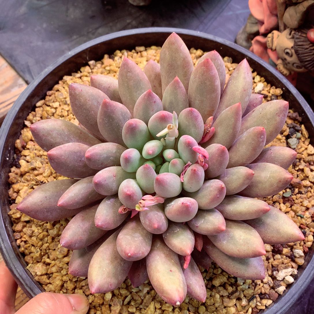 在在在在在在在在哦哦哦