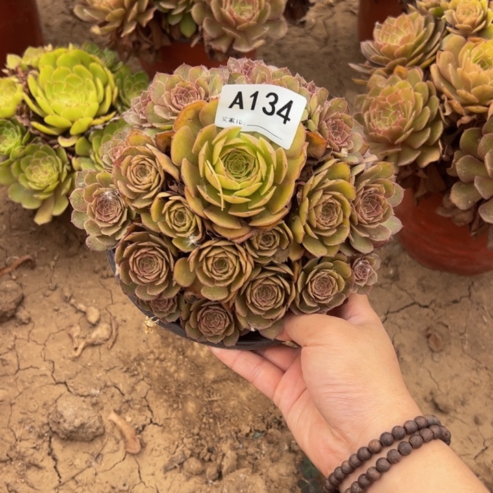 红魔多肉植物134.