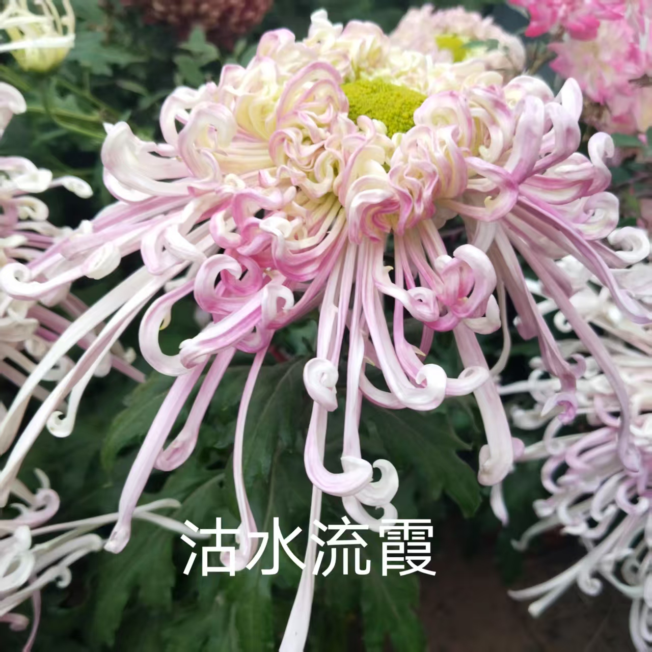 沽水流霞，菊花小苗，穴盘苗