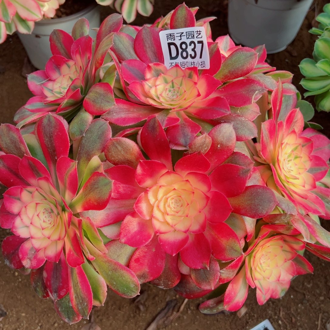 837荔枝雨子多肉植物
