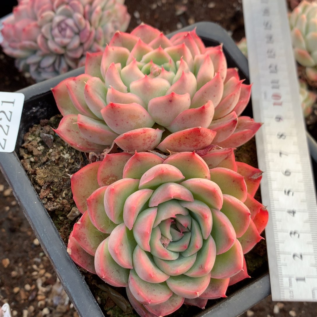 2221新年快乐发发发