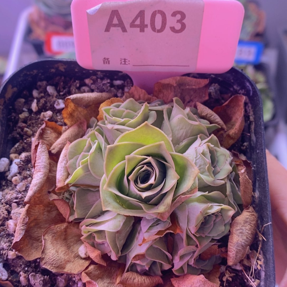 山地玫瑰群一物一拍A403