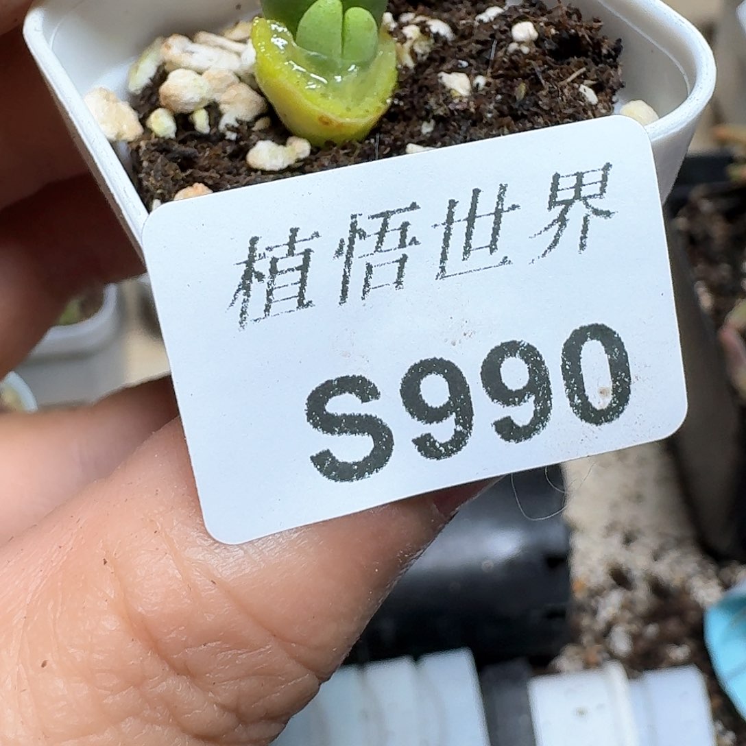 990号多肉植物哇c g