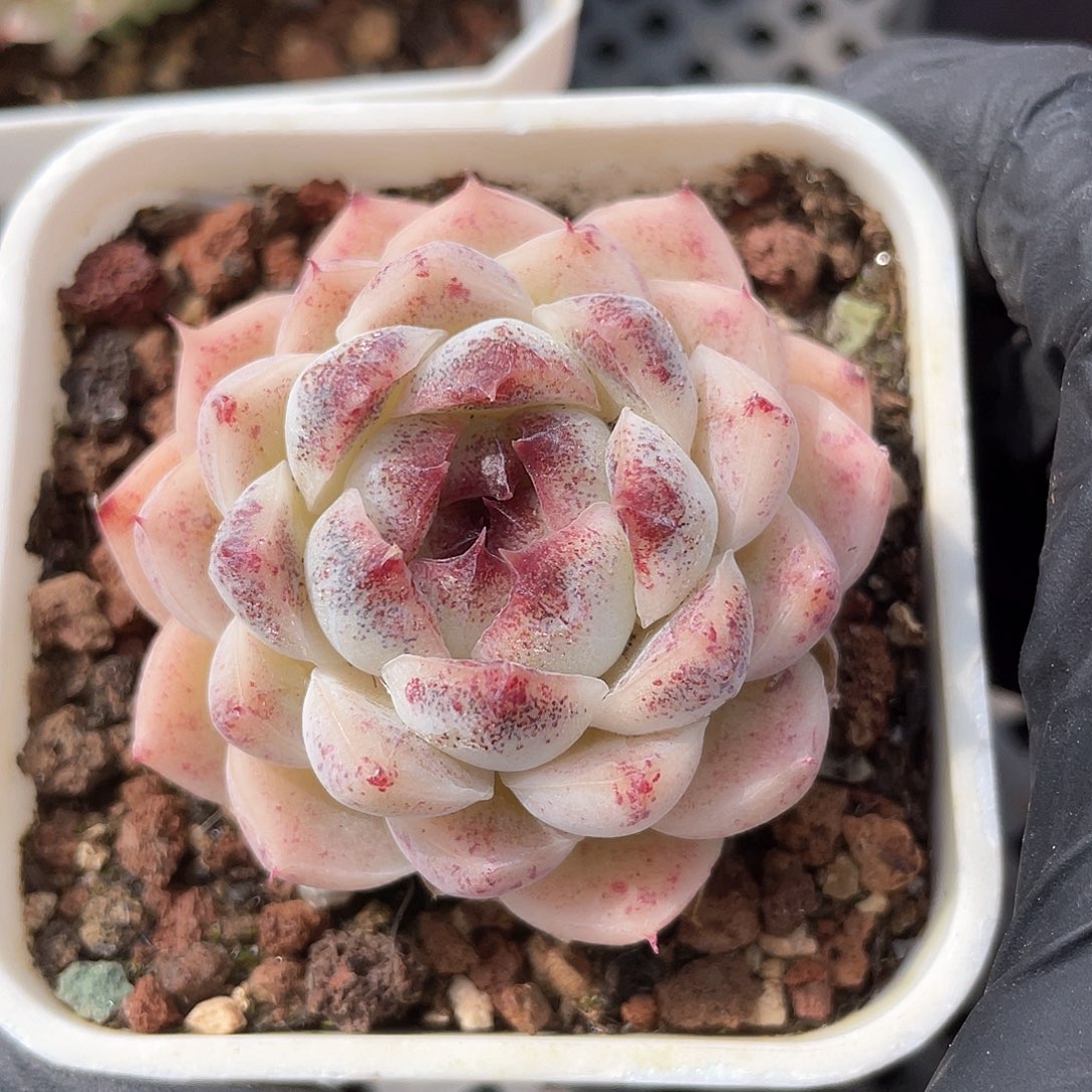 优选太妃糖福利906