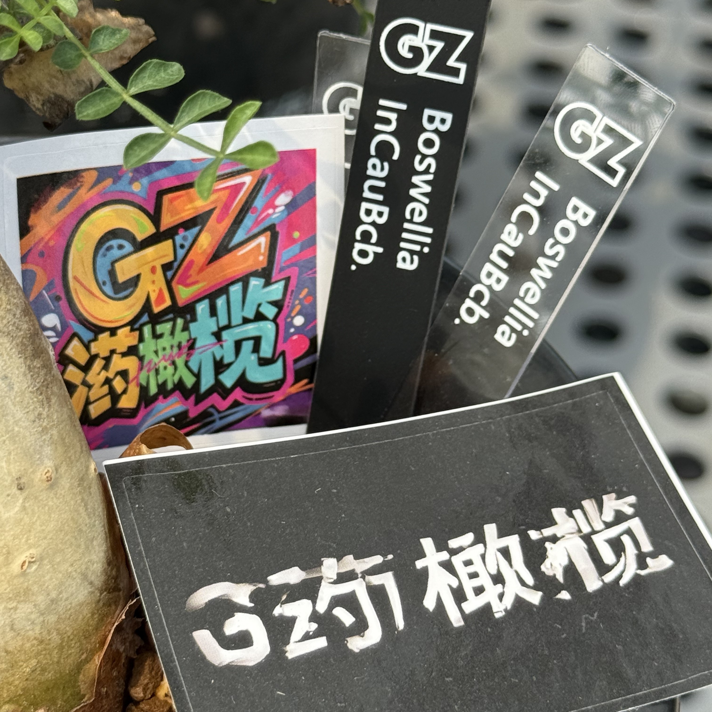 块根橄榄，一物一拍专用链接，拍完联系客服