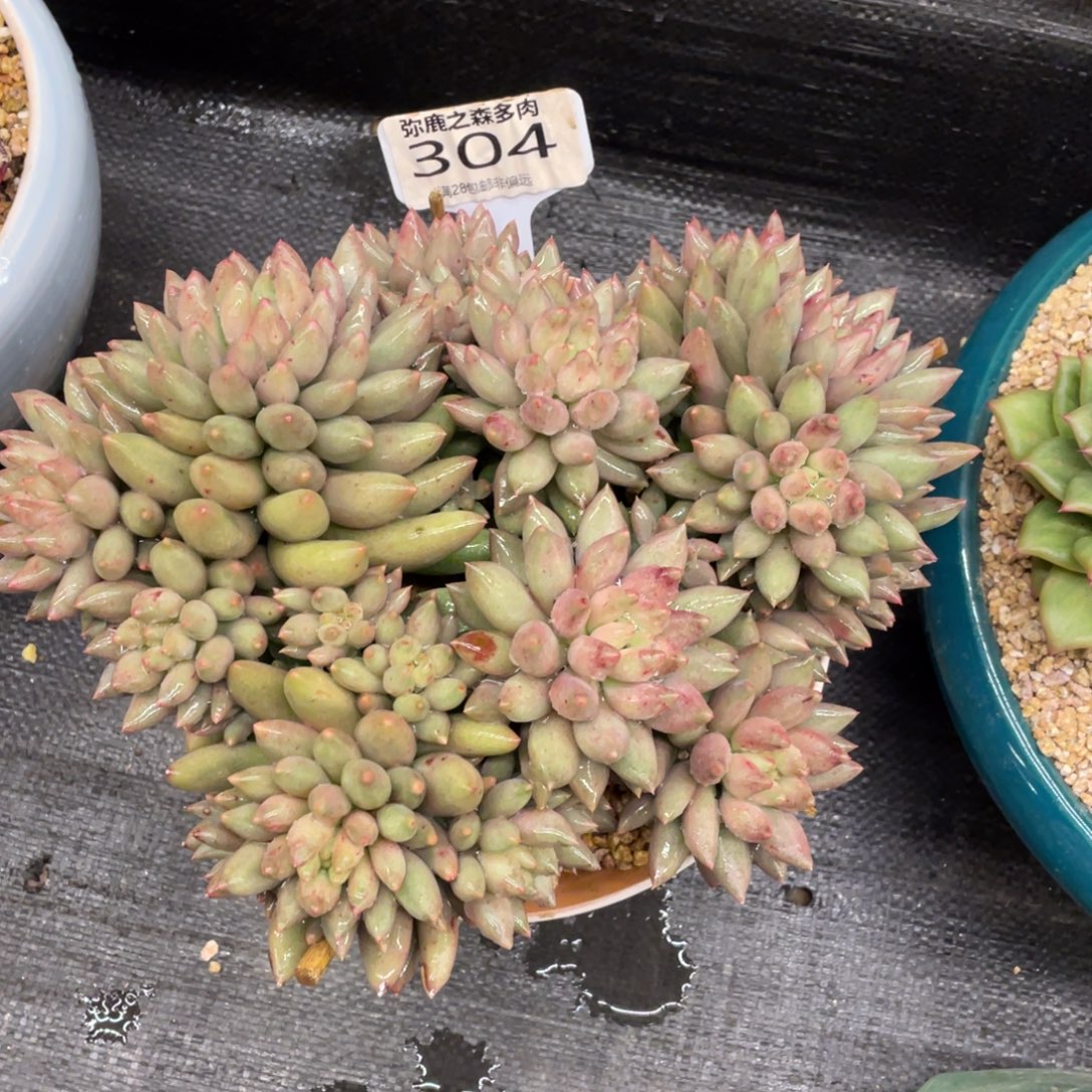 我***洋弥鹿之森一物一拍