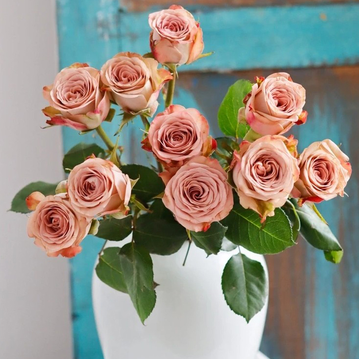 【卡布奇诺20枝】云南鲜花基地直发 两单升级顺丰冷链包邮