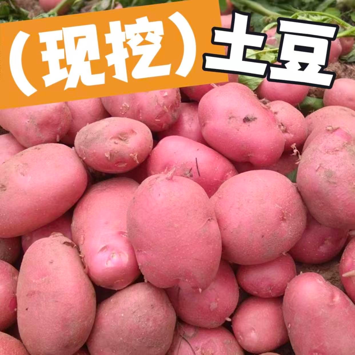 云南土豆新鲜今年黄心土豆红皮高原种植农家自种今年新货