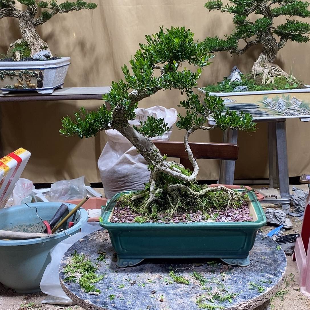 当前无花朵，栽培后可花朵