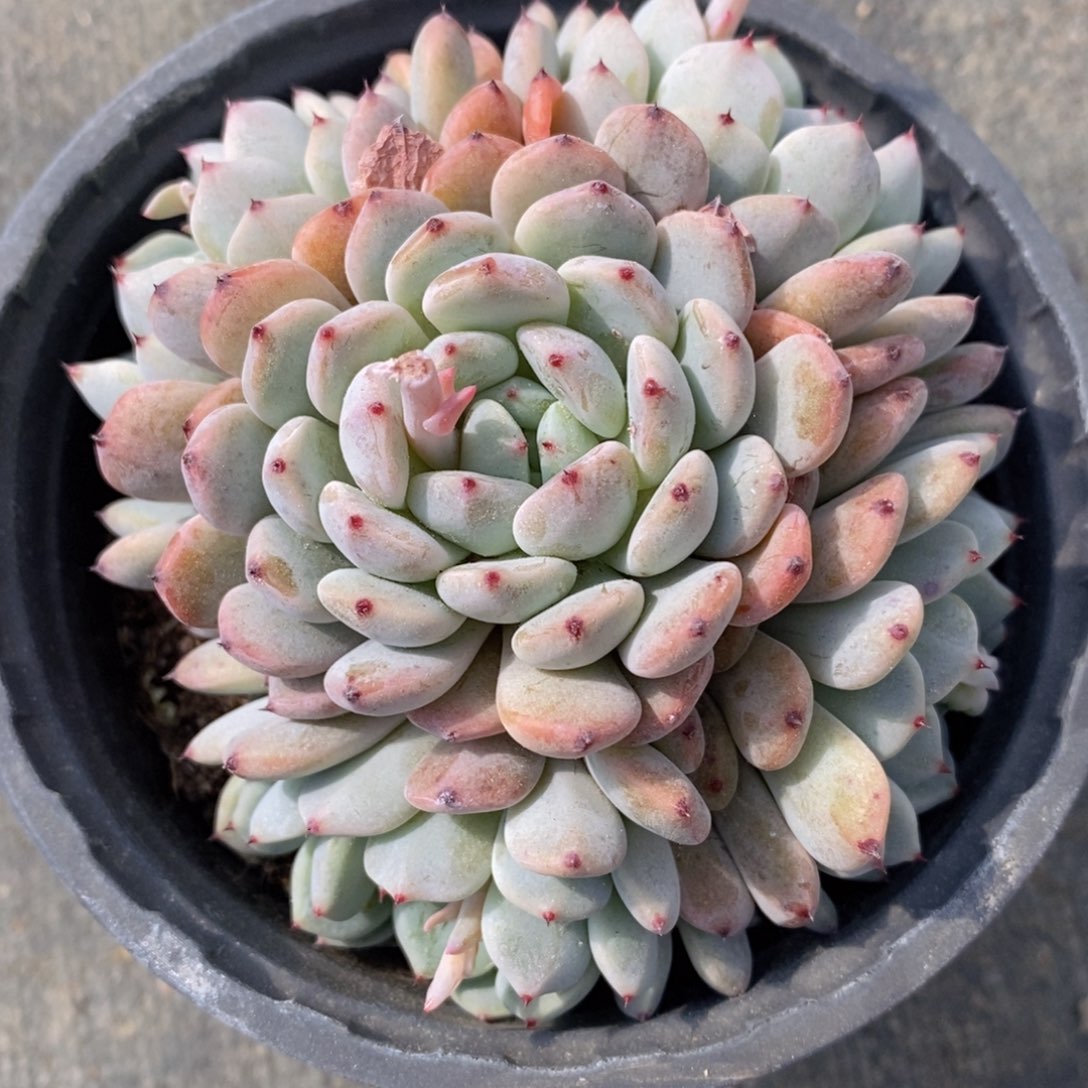 多肉私语，时光慢煮-25