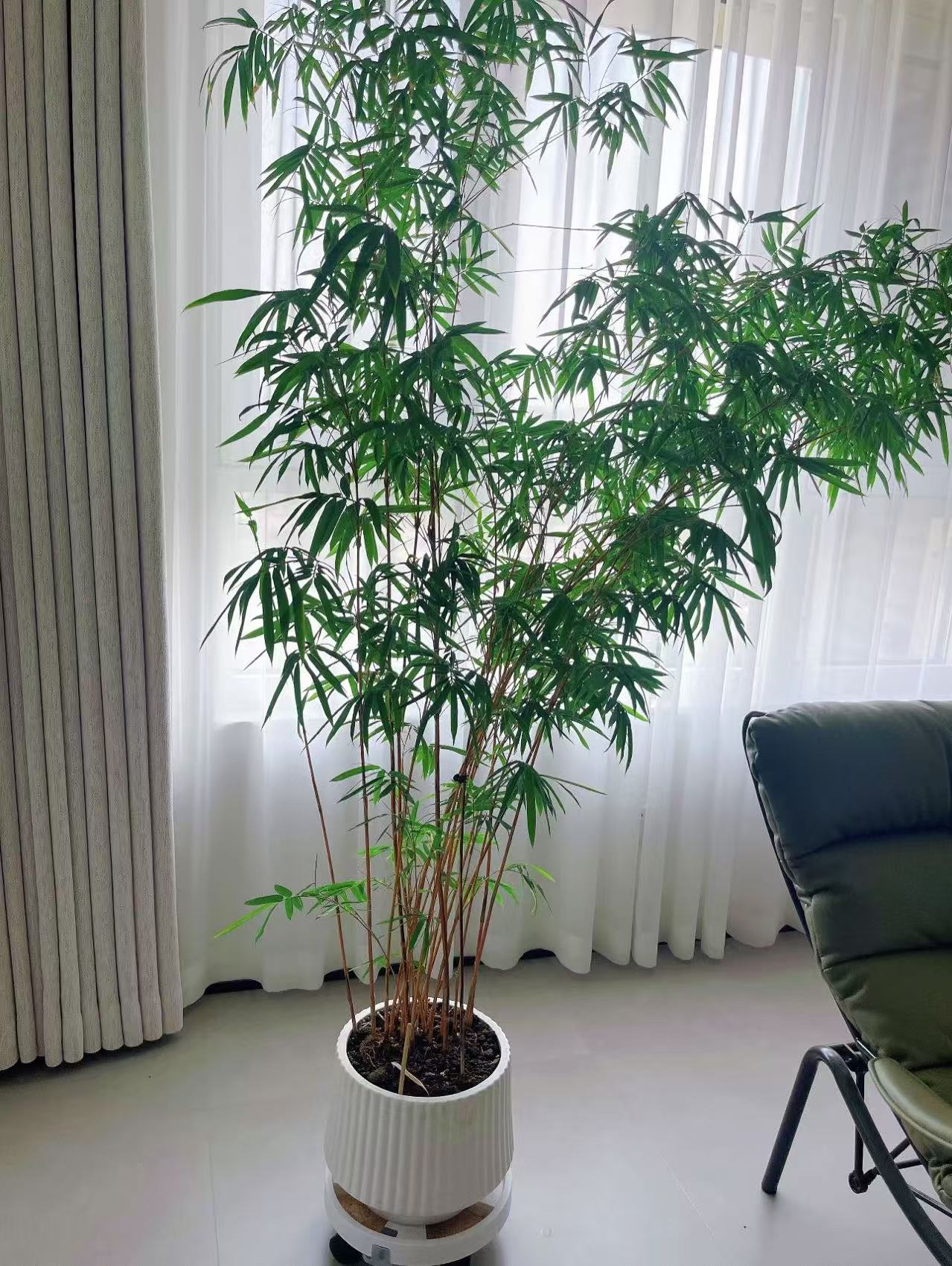 【一物一拍】优质红观音竹室内观赏竹落地茶桌书桌办公桌绿植