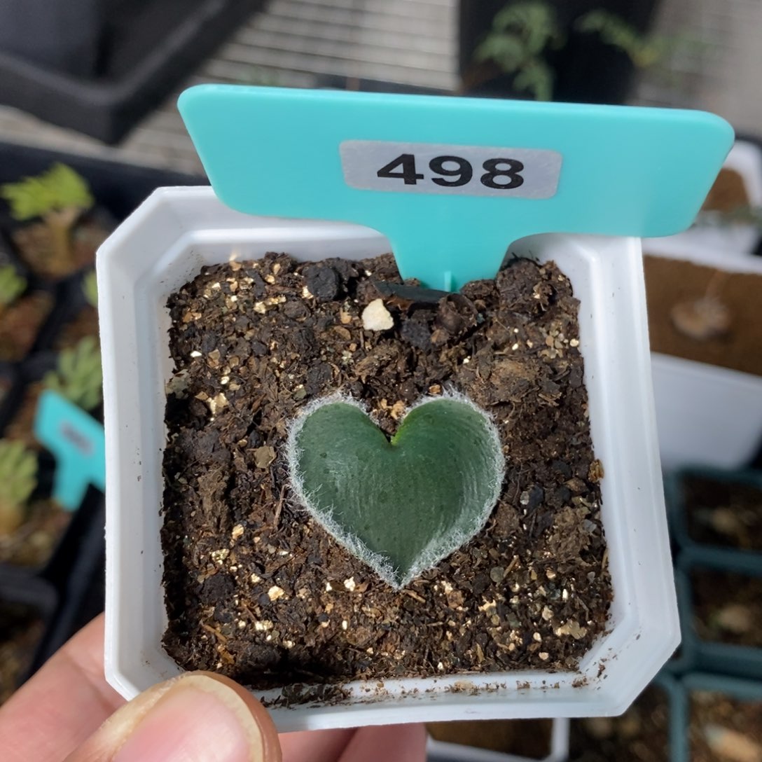 毛边爱心产地多肉植物