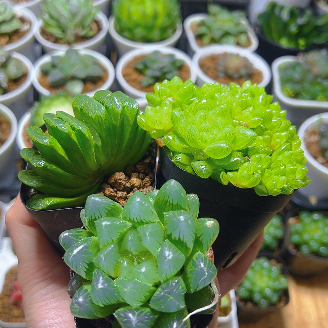 玉扇+草水晶群+帝王玉露