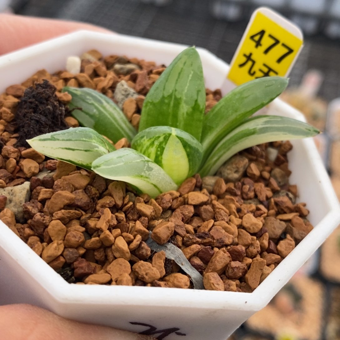 477号冰城锦多肉植物