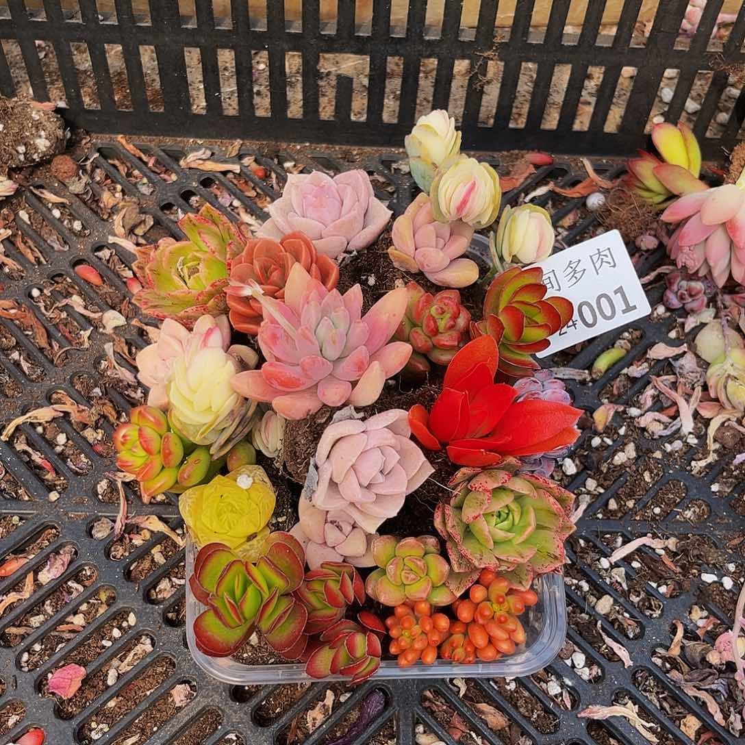 01号组合云间开播福利