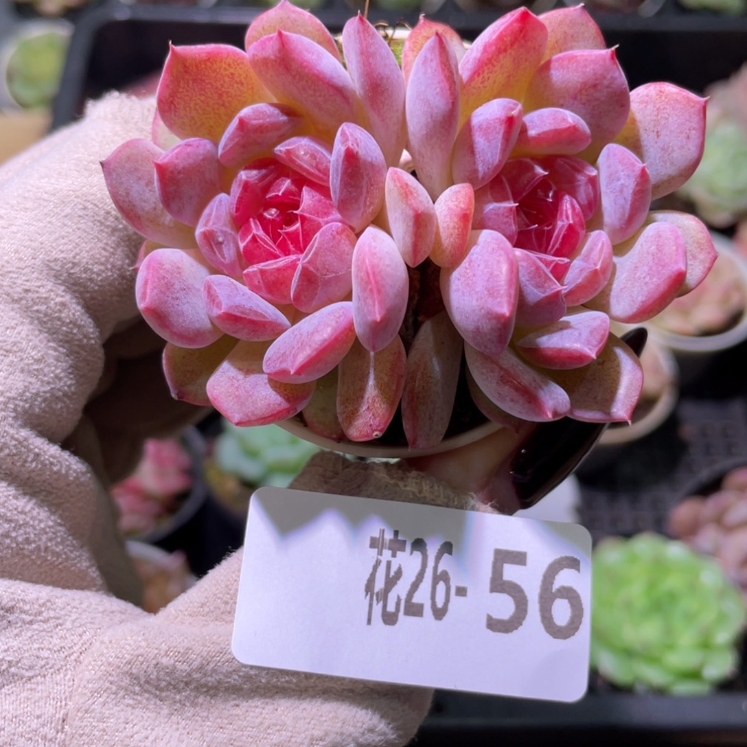花利美26-56新品双头