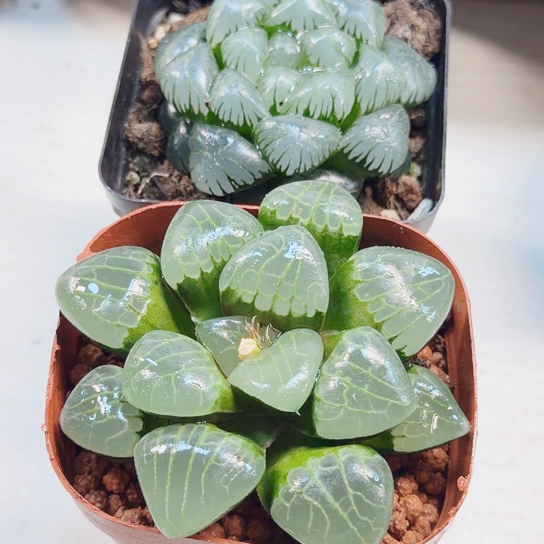 十二卷冰魄女王➕冰灯ob