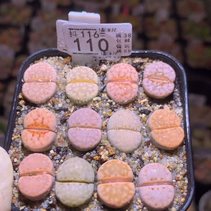 精品生石花116.110