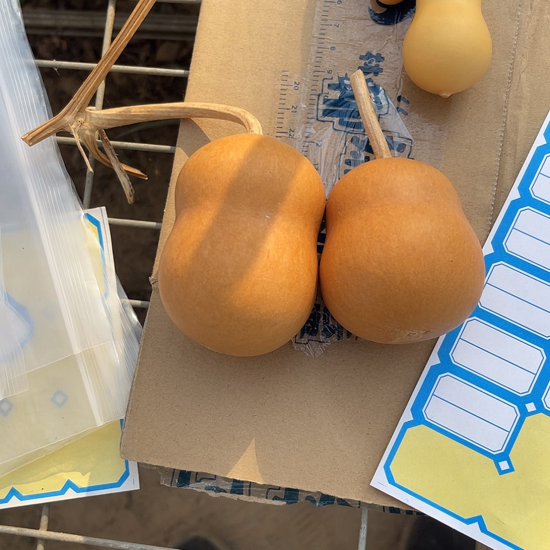 自***.58葫芦88888555585