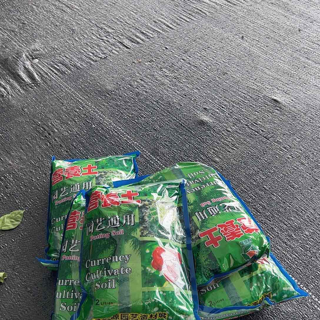 当前无花栽培后可以开花土5包