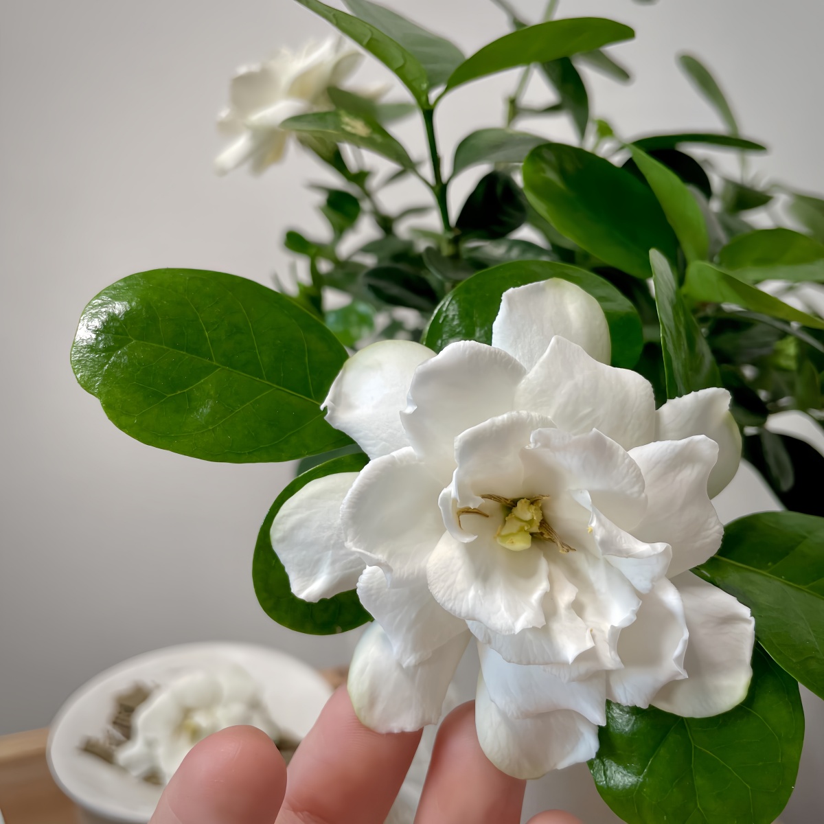 【花点抢鲜】稀有品种小叶栀子花浓香耐热绿植花卉室内外植物