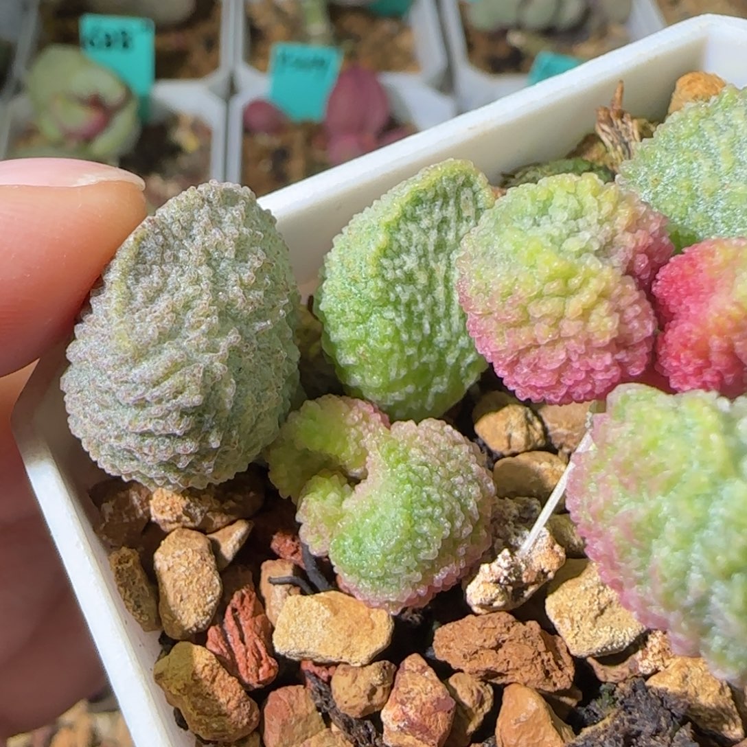 编号516叶插，脱土发