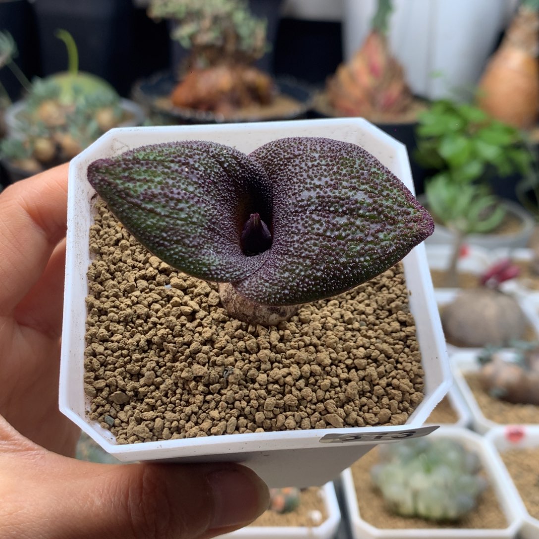 紫镜母本带盆多肉313