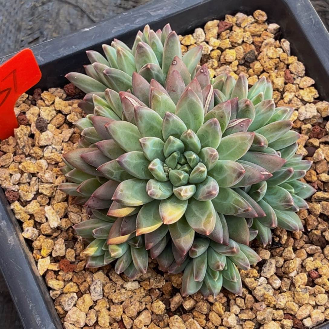 2337号上午多肉植物群生多肉植物