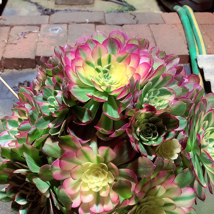 海王捧花，多肉植物