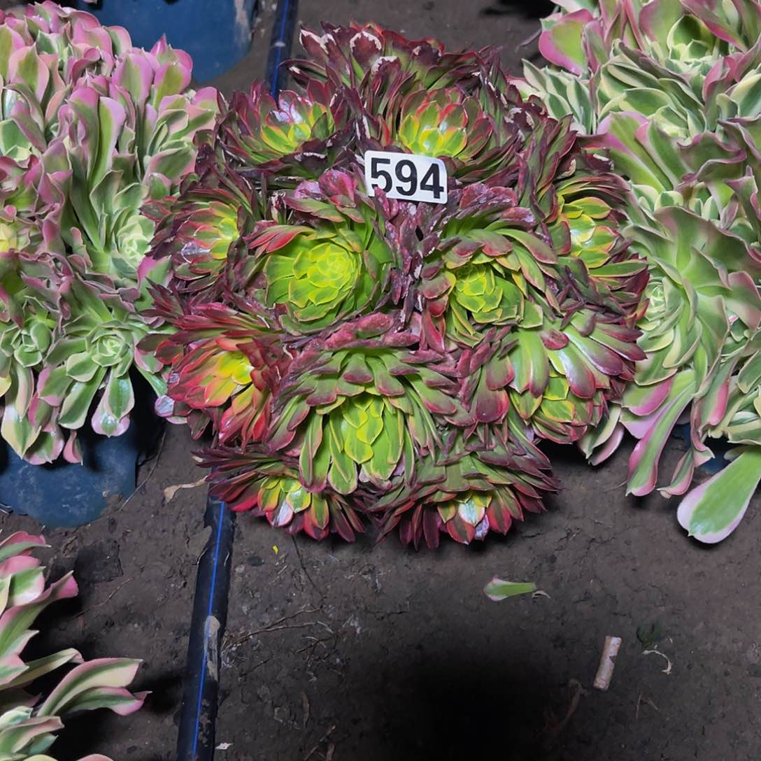 法师法师15–41包邮法师