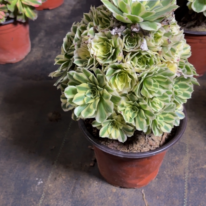 璟***儿瑞妈，，。。。885迈，，，