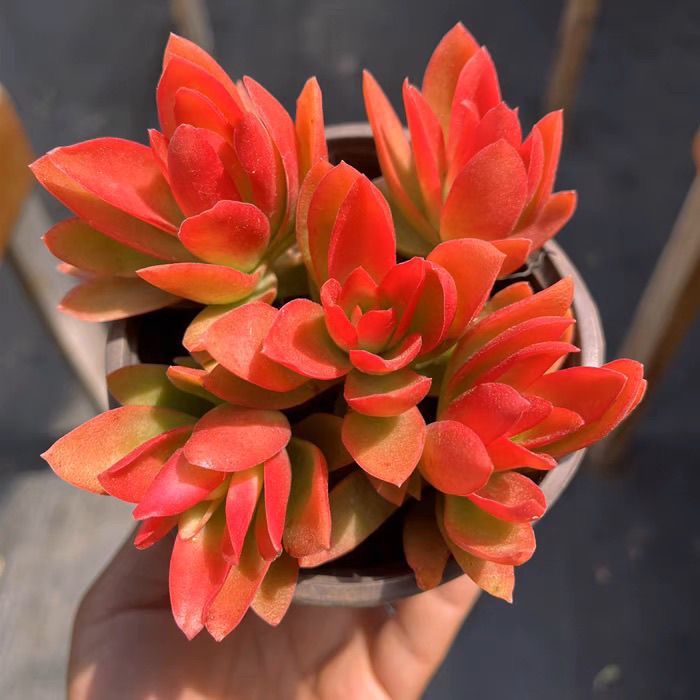火祭多肉满15包邮 好养易活适合办公室阳台美观净化空气
