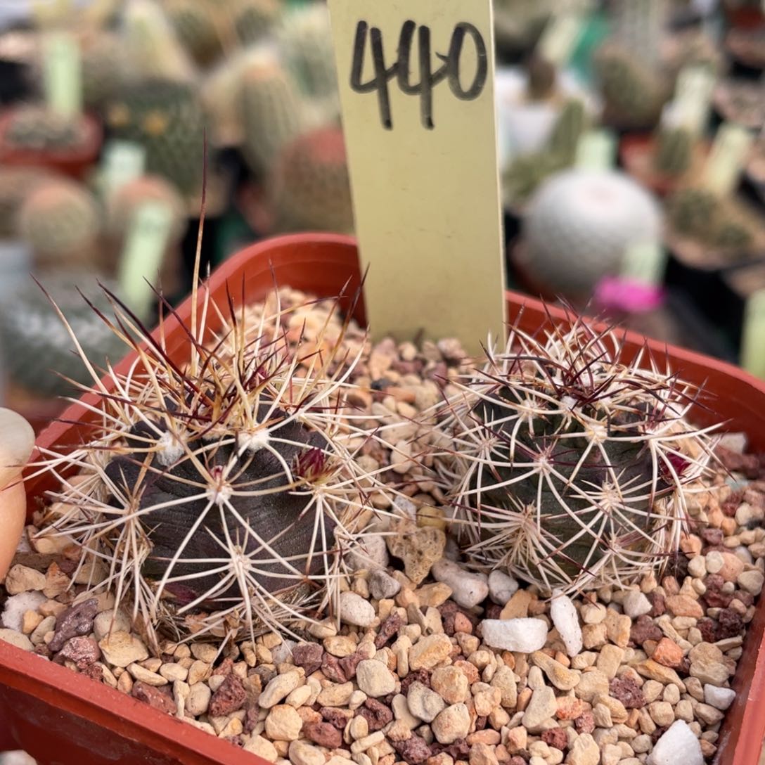 鹿角柱实生仙人球达氏2个