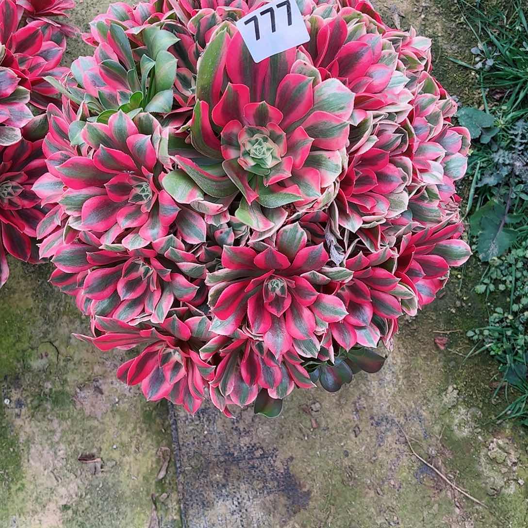 无花朵G****6多肉植物女妖777