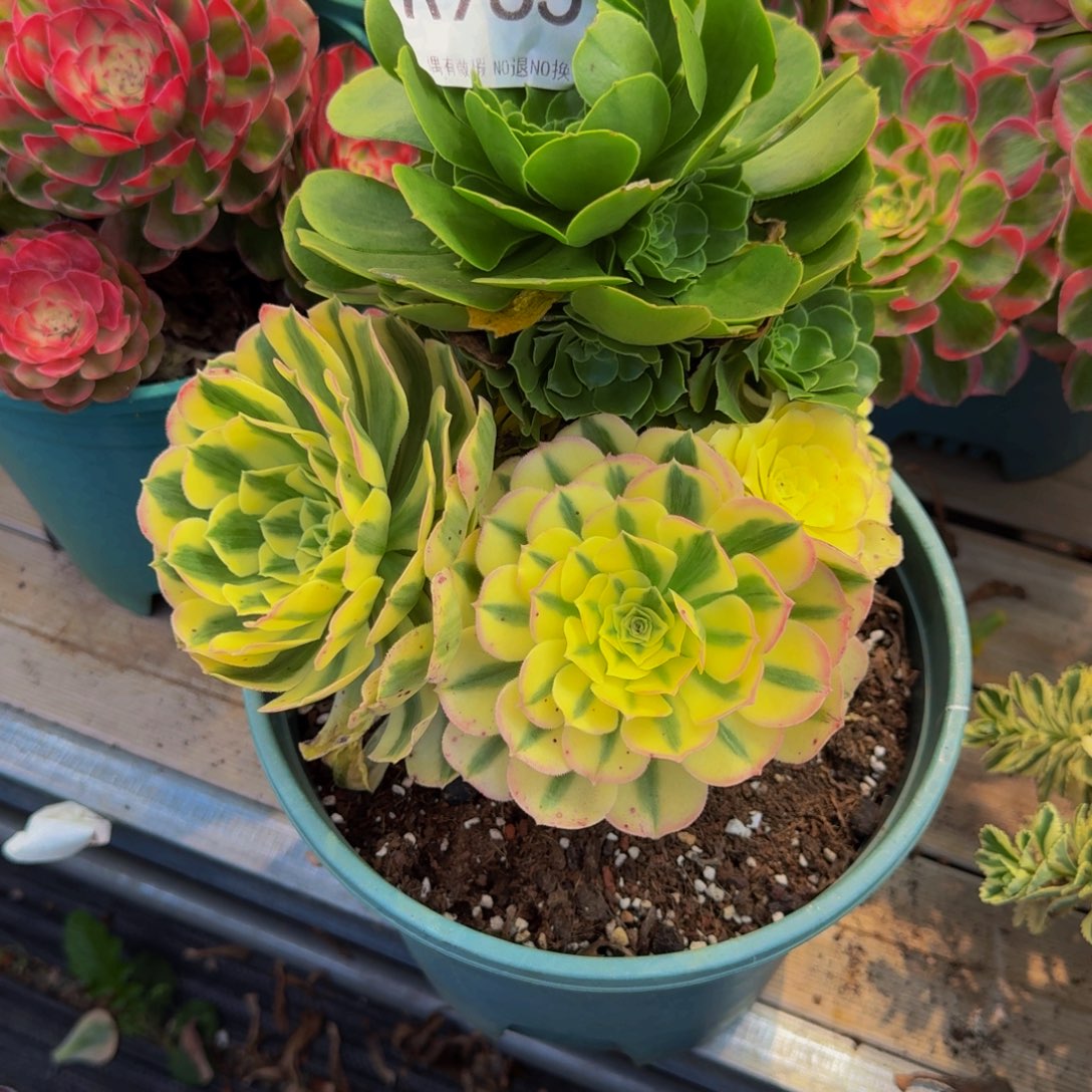 965多肉植物法师号