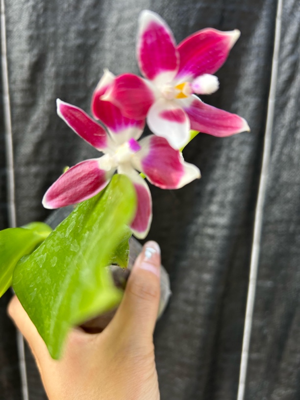 蝴蝶兰原生苗熊猫盾2.5苗瑕疵福利不售后兰花兰花盆栽室内