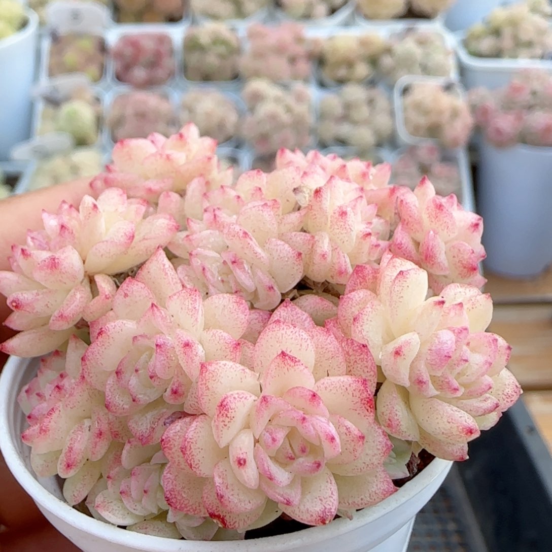 [闪购商品]0222-4花朵麦秆