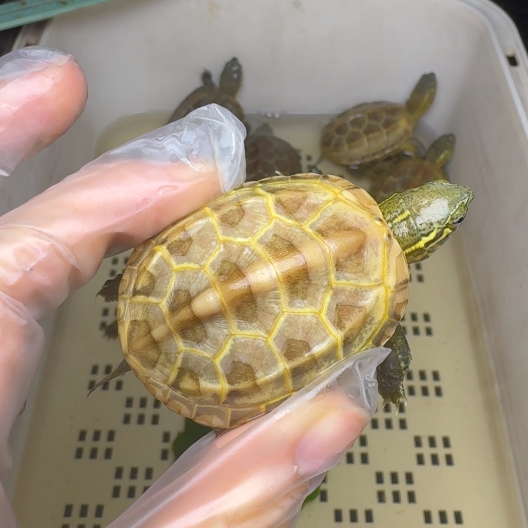 母绿毛龟龙**友黄肉黄肉