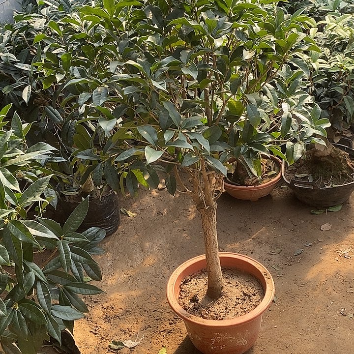 完全开放老金桂花