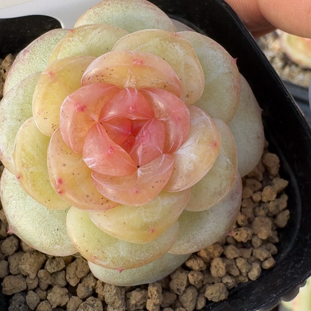 012-1015编号溏心-0123