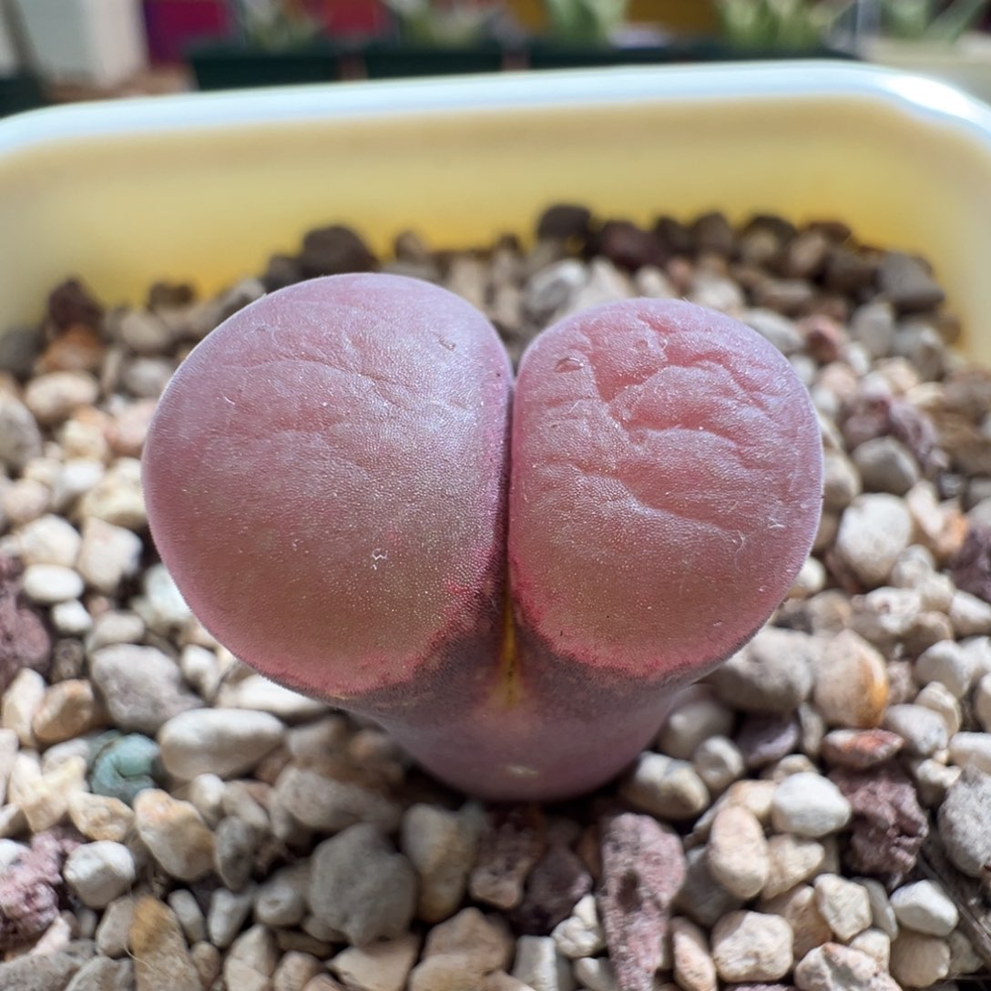 62优选pnsp四年半一颗